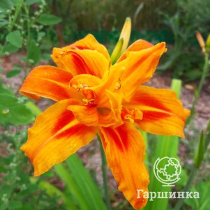 Лилейник Квансо