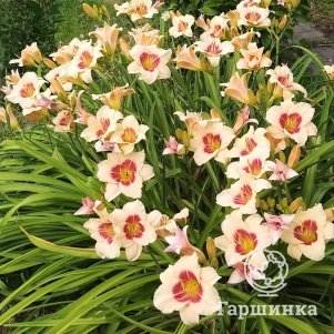 

Лилейник Расбери Канди