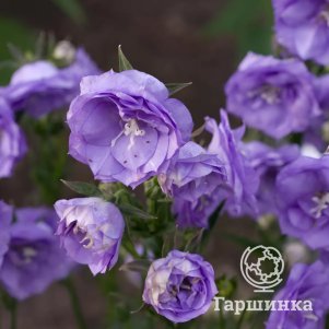 

Колокольчик персиколистный Ля Белль Блю