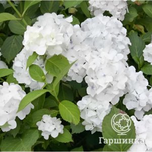 

Гортензия Мадам Эмили Мулье крупнолистная (макрофила)