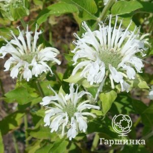 

Монарда Шнивитхен