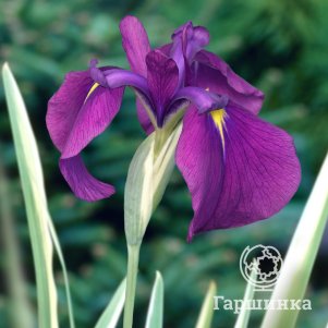 

Ирис мечевидный Вариегата