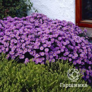 

Астра Профессор Антон Киппенберг кустарниковая