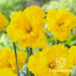 

Нарцисс Голд Диск гофрир.коронка 2шт.