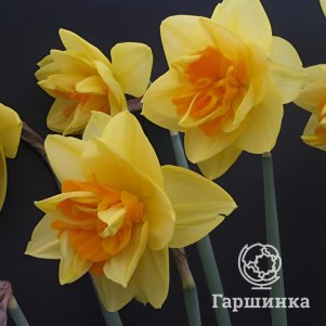 

Нарцисс Апофеоз махровый 3 шт
