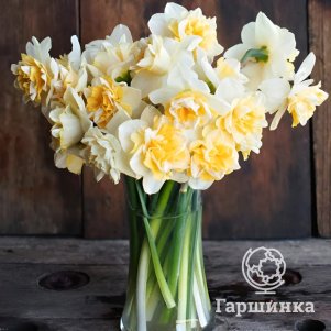 Нарцисс Голден Перл махровый 3 шт