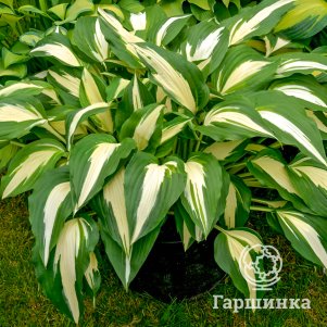 

Хоста Найт бефо Крисмос (ML)