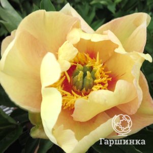 

Пион Викинг Фул Мун (ИТО)