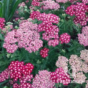 

Тысячелистник Петра