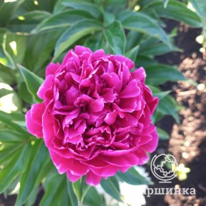 

Пион Луи Ван Гут молочноцветковый, Питомник Юлии Олейник