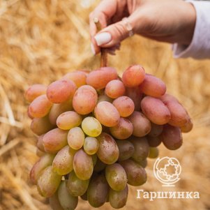 

Виноград Преображение крупный урожайный