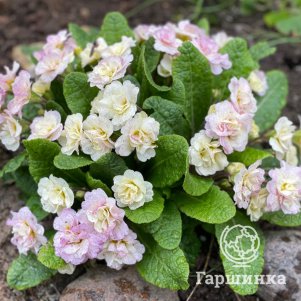 

Примула Беларина Шампань