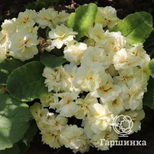 

Примула Беларина Крим