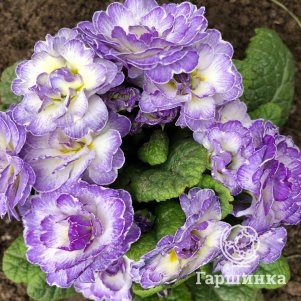 

Примула Беларина Лавли Лилак