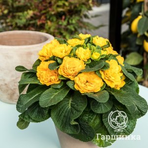 

Примула Беларина Спринг Сан