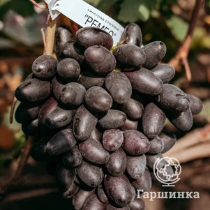 

Виноград Рембо столовый