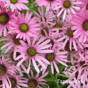 

Эхинацея пурпурная Роки Топ