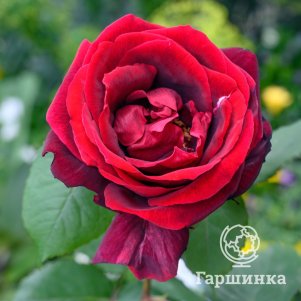Роза Папа Мейян чайно-гибридная, Top Roses