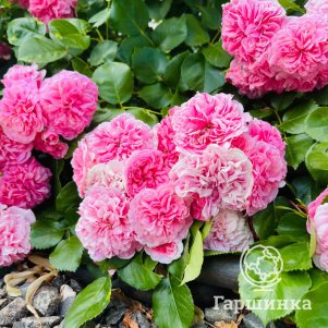 

Роза Тереза Багнет канадская парковая (лиц)