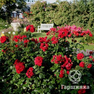 Роза Красная шапочка