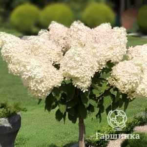 

Гортензия на штамбе Роял Фловер (Королевский цветок) 90 см