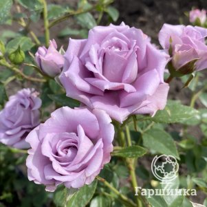 

Роза Белона спрей