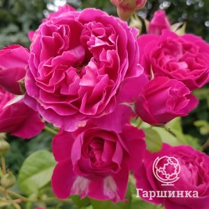 

Роза Хайди Клум, Тантау (лиц)