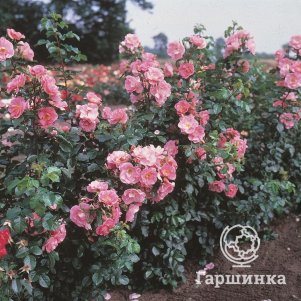 

Роза Пинк Робуста