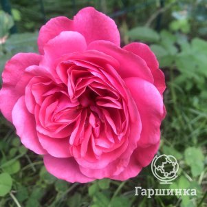 Роза Розариум Ютерсен, Кордес (лиц)