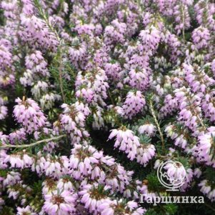 

Эрика Рубинтеппич травянистая