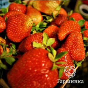 

Клубника Русич