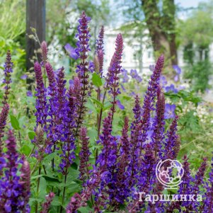 

Шалфей (сальвия) дубравный Сальваторе Блю