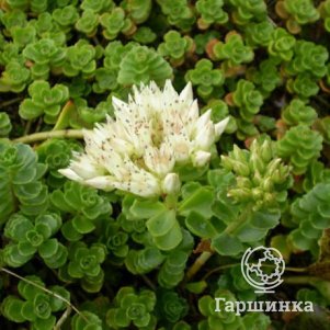 

Очиток (седум) ложный Альбум