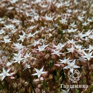 

Очиток (седум) белый Корал Карпет