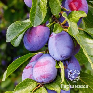 

Слива Богатырь