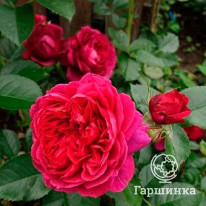 

Роза Соул кустарниковая, Imperial Rose