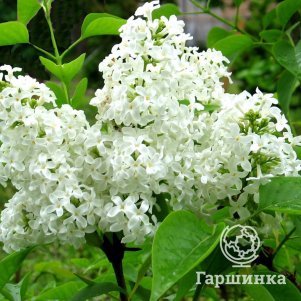 

Сирень Ян Ван Тол