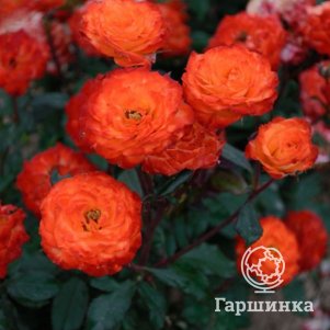 

Роза Сюрпрайз Патти флорибунда, Imperial Rose