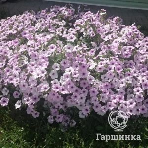 Петуния Сильвер ампельная (драже) серия Тайдал Вэйв  5 шт, Семена Гавриш
