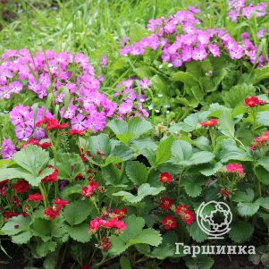 

Клубника Тристан ремонтантная