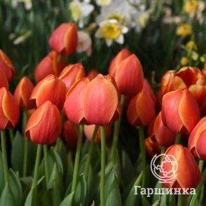 

Тюльпан Ад Рем Дарвина 5шт