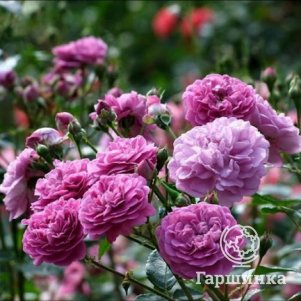 

Роза Сиреневый дождь