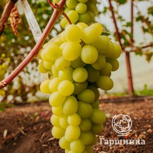 

Виноград Валёк столовый