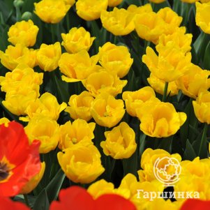 

Тюльпан Веди Наполи махровый