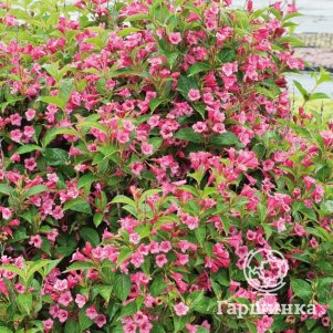 

Вейгела Пикобелла Россо