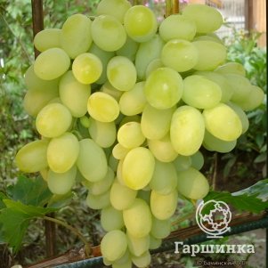 

Виноград Августин столовый