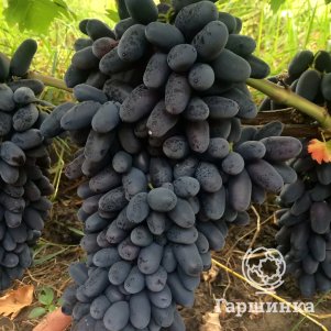 

Виноград Академик столовый