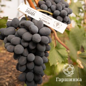 

Виноград Забава ранний темно-синий