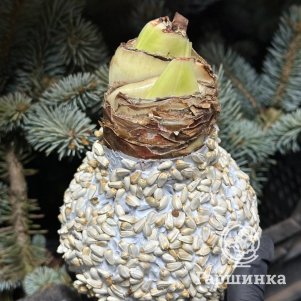 

Гиппеаструм новогодний (белый в обсыпке воск)