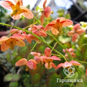 

Горянка Оранж Кенигин варлийская